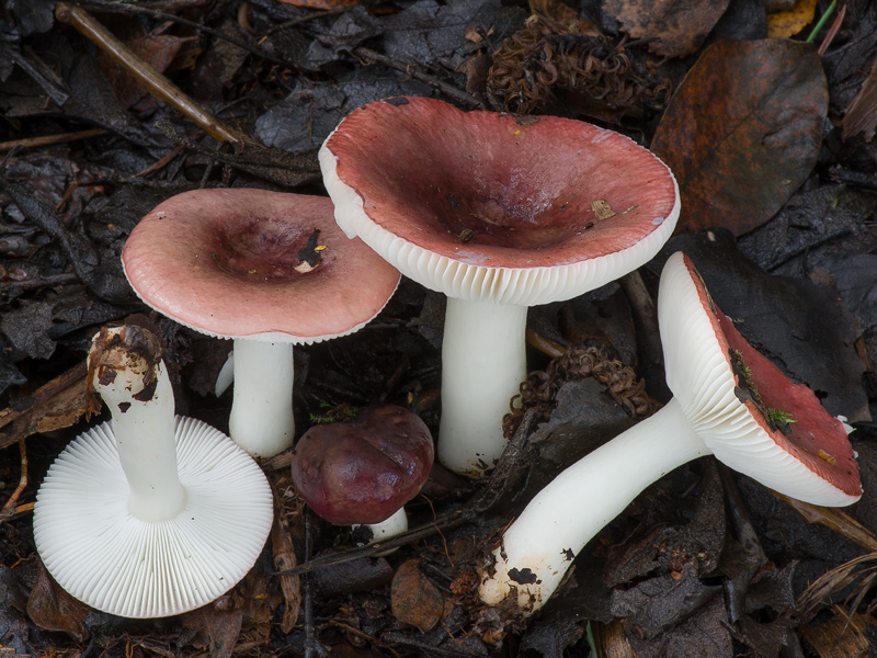 Russula laccata